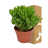 Crassula Ovata Hobbit h21cm - succulente