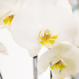 Set 3 orchidées blanches et 3 Rhipsalis dans un panier en roseau avec réservoir d'eau