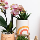 Vaso per piante arcobaleno - Ø9 cm