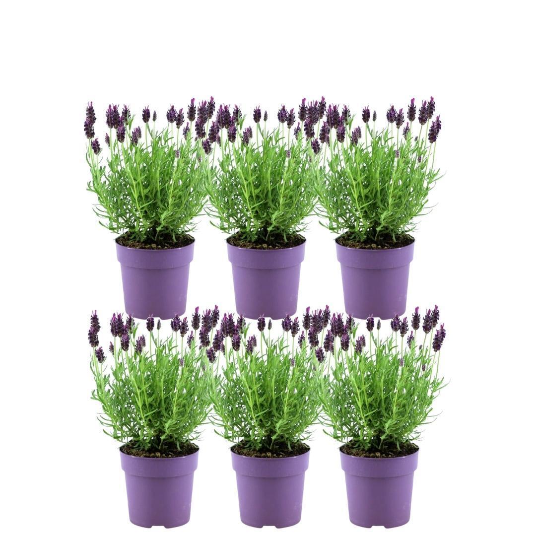 Sæt med 6 Anouk® lavendelpotter - d12cm - udendørs plante