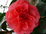 Camellia japonica. 'Lady Campbell' - ↨55cm - Ø26cm