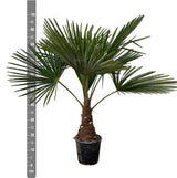 Trachycarpus palmetræ