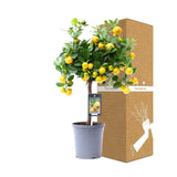 Calamondin citrontræ