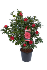 Camellia japonica  'Lady Campbell' - ↨90cm - Ø29cm