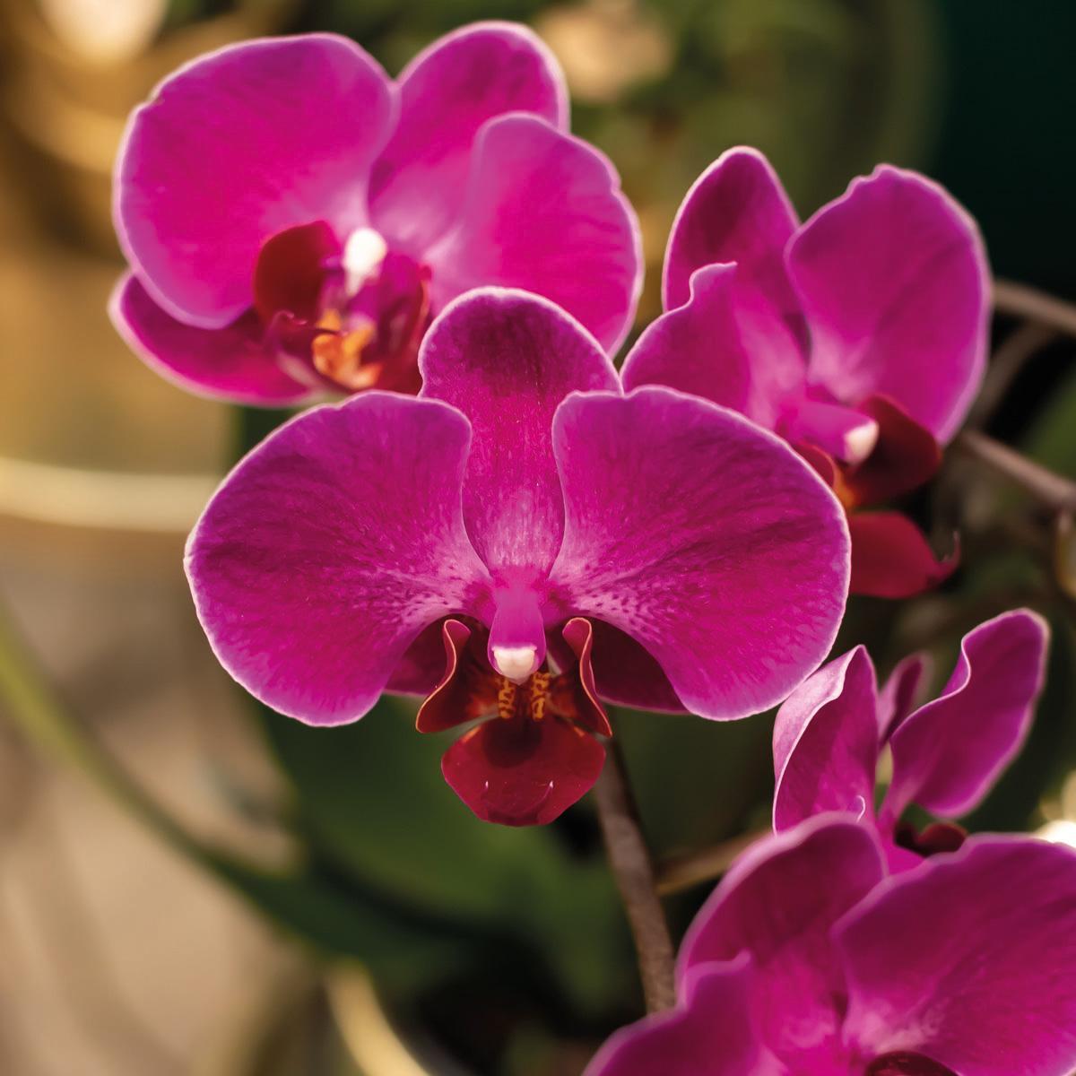 Lila Orchidee und ihr goldfarbener Blumentopf – blühende Zimmerpflanze