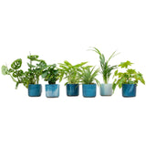 Surprise box of 6 indoor plants and <tc>POTS</tc> Elho Ocean Ø14