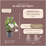 Dipladenia blanc - D12cm - plante fleurie d'extérieur