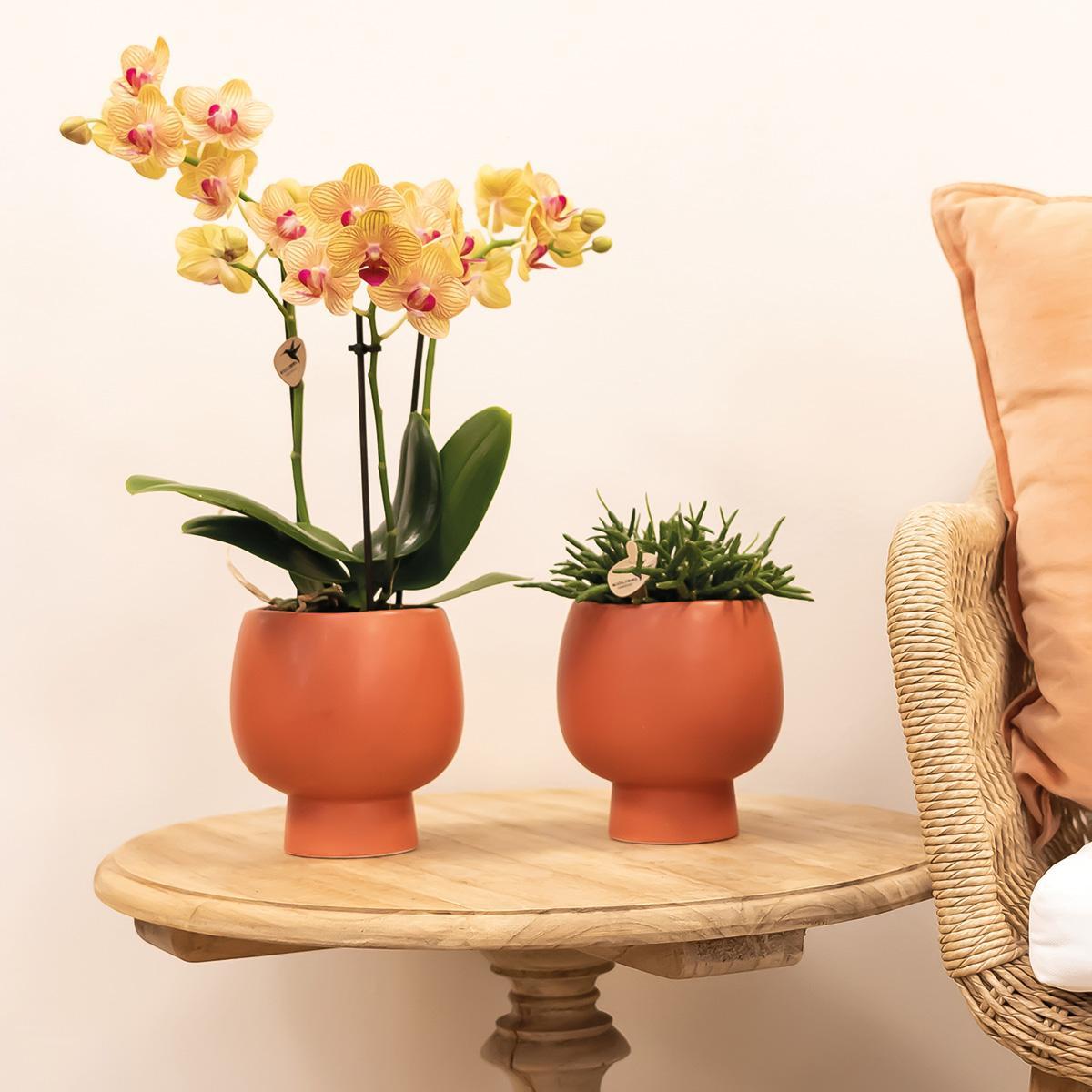 Orchidée orange et son cache-pot - h35cm, Ø9cm