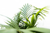 Dypsis Lutescens (Areca palmier) 160 cm - ø24