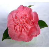 Camellia 'Mary Williams' - ↨70cm - Ø24cm - plante d'extérieur fleurie