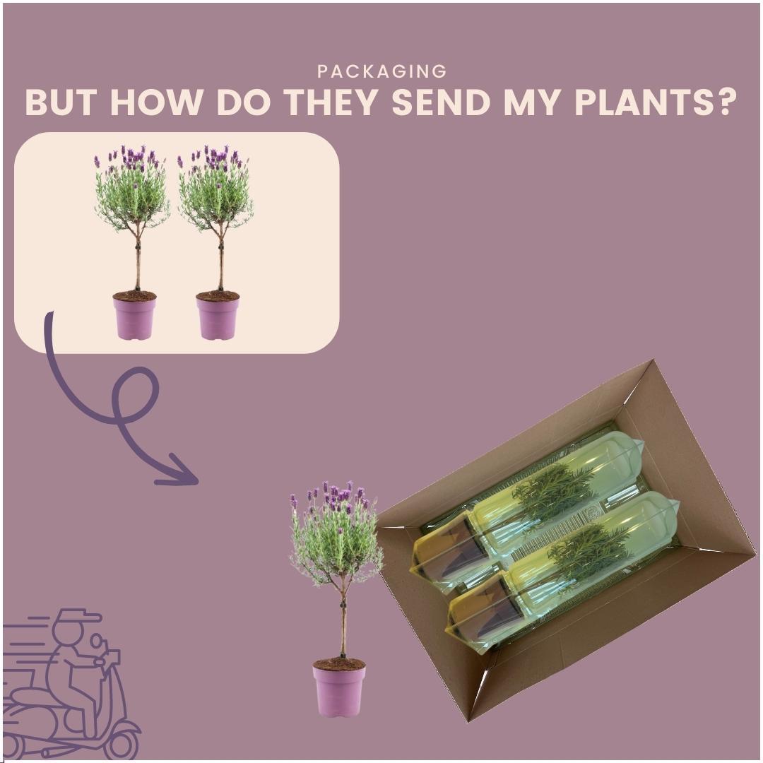Set mit 2 Anouk®-Lavendelsträuchern – D15 cm – Pflanze für den Außenbereich