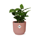 La pianta del caffè Arabica e il suo vaso ELHO rosa