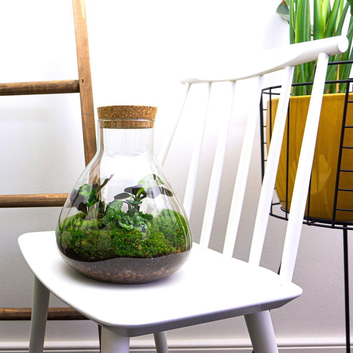 Kit DIY Terrarium Primo XLarge - Bouchons et 2 plantes à