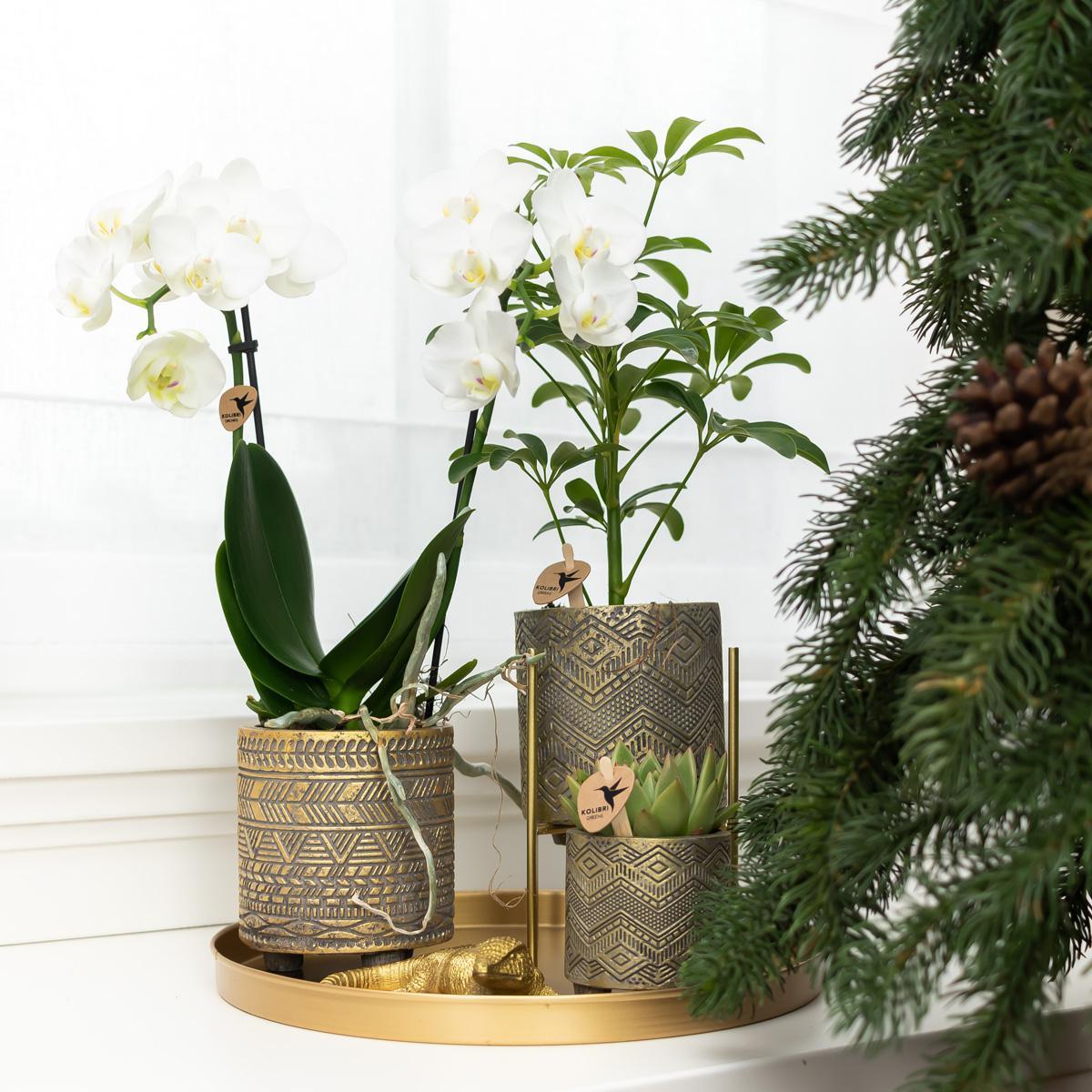 Gold metal support for indoor plant