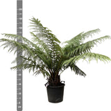 Dicksonia Antarctica - Fougère arborescente