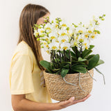 Set de 3 orchidées blanches et 3 Rhipsalis dans un panier en roseau avec réservoir d'eau