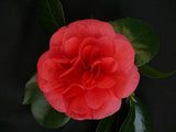 Camellia japonica  'Lady Campbell' - ↨90cm - Ø29cm