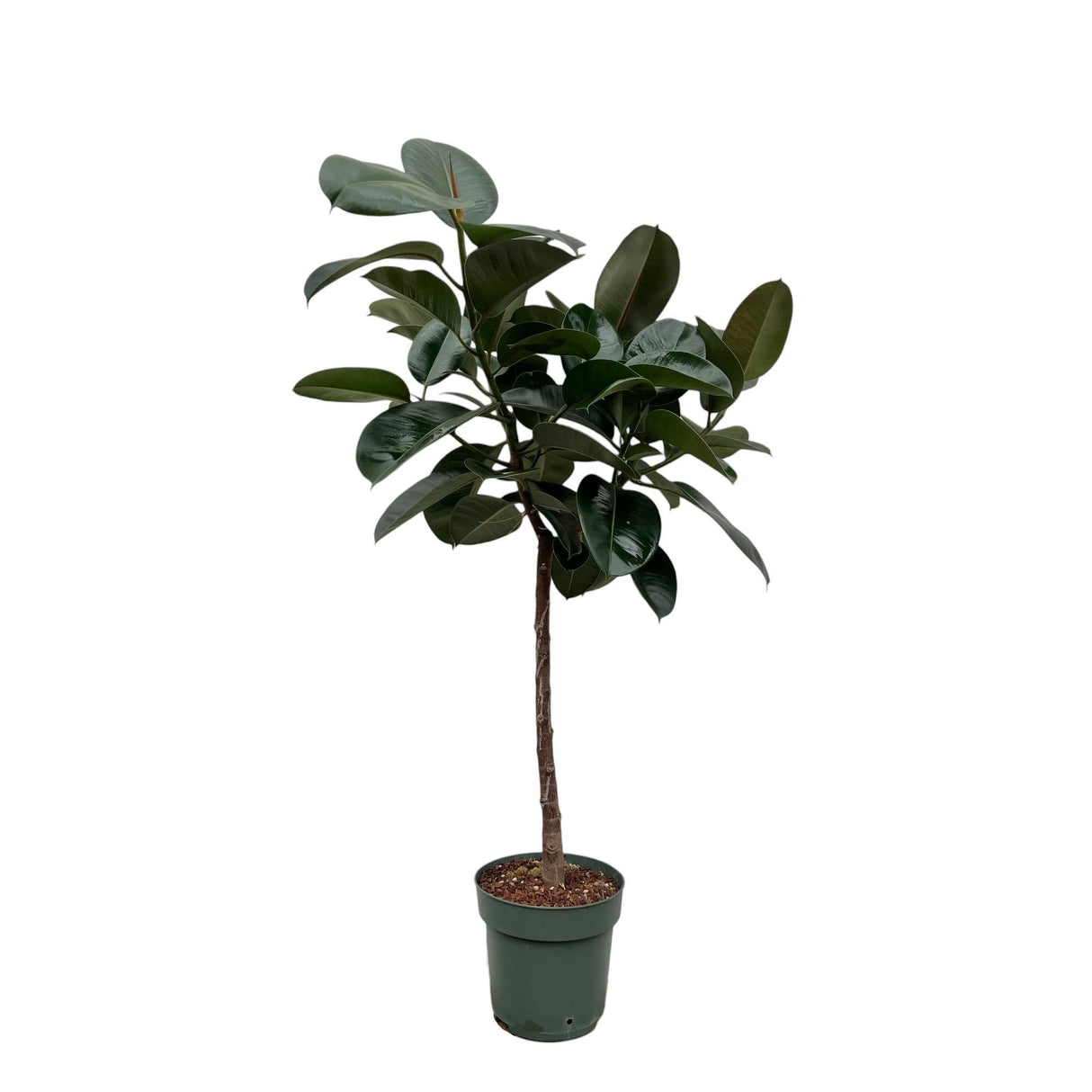 Ficus Elastica Robusta tronc - 130 cm - ø24