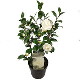 Camellia japonica 'Nuccio's Gem' - ↨65cm - Ø19cm
