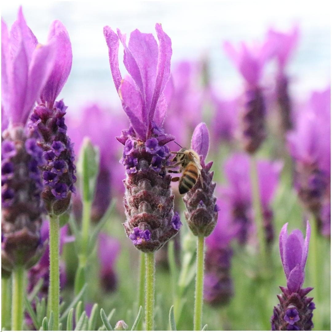 Set of 3 <tc>POTS</tc> Anouk® lavender - d13cm - outdoor plant