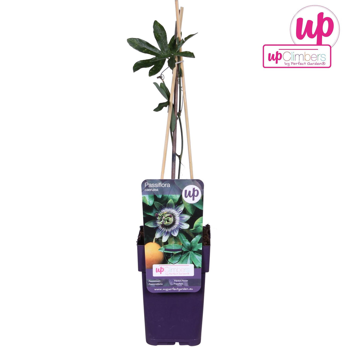 Passiflore Caerulea - plante d'extérieur grimpante fleurie