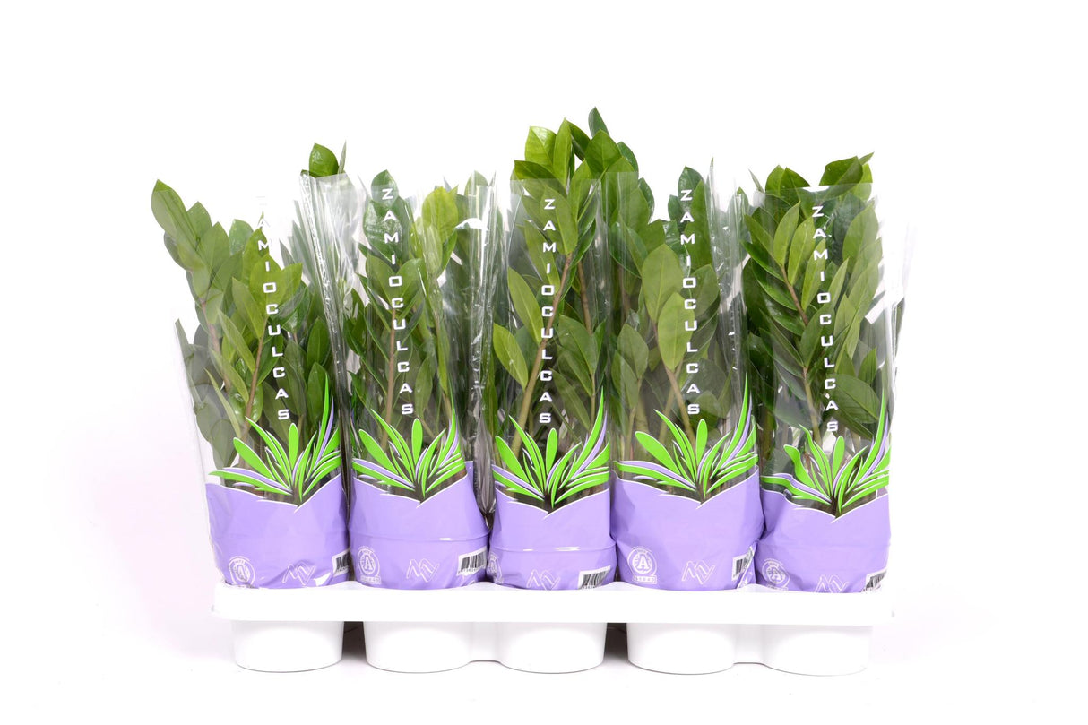 Zamioculcas 35