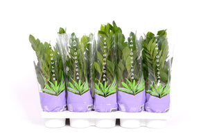 Zamioculcas 35