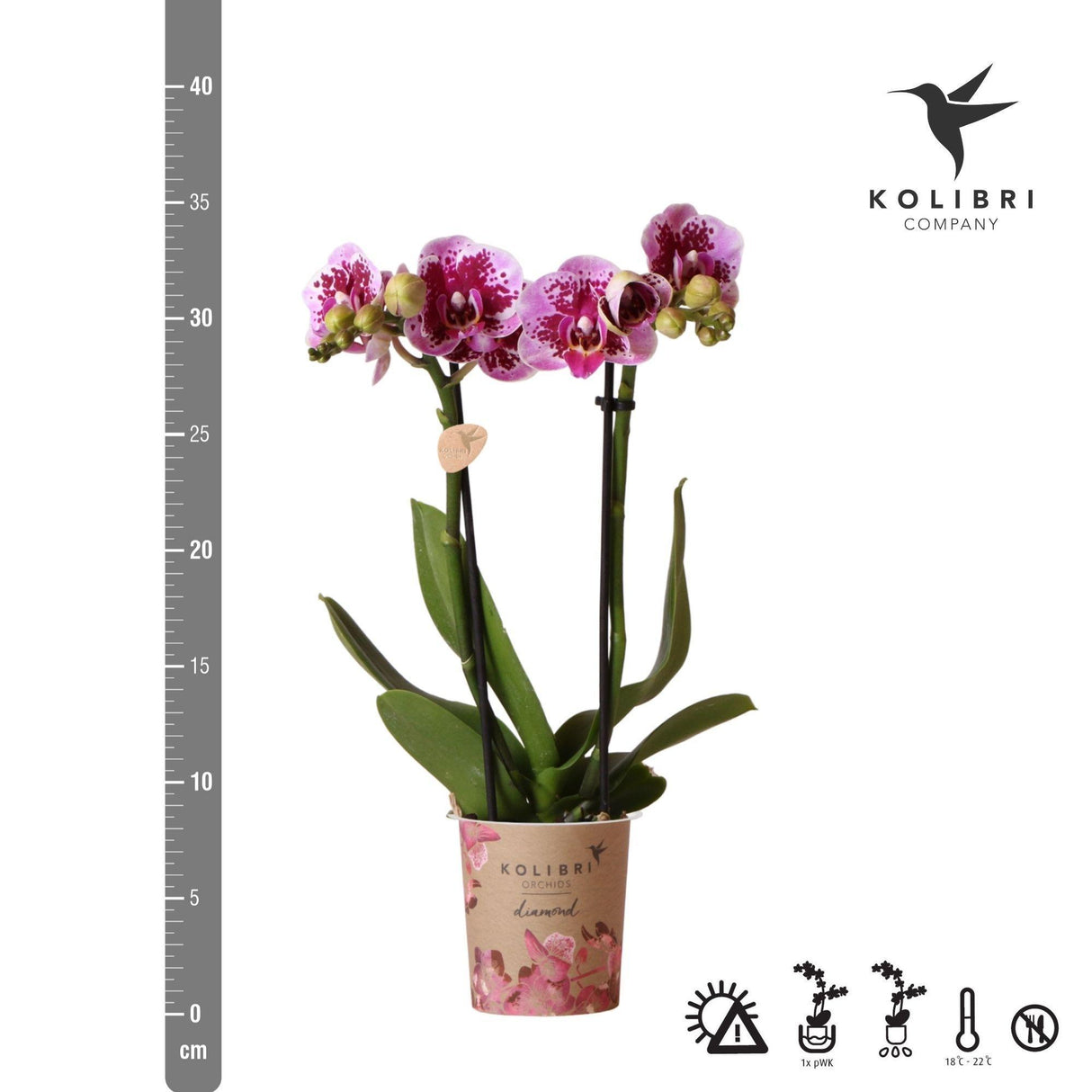 Orchidée rose et violette et son cache-pot - h35cm, Ø9cm