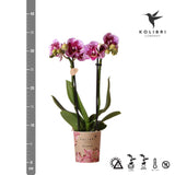 Orchidée rose et violette et son cache-pot - h35cm, Ø9cm