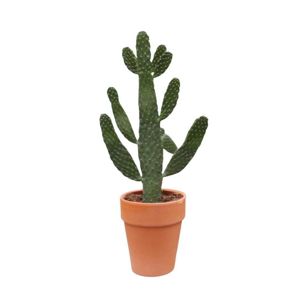 Opuntia consolea h65cm - cactus d'intérieur