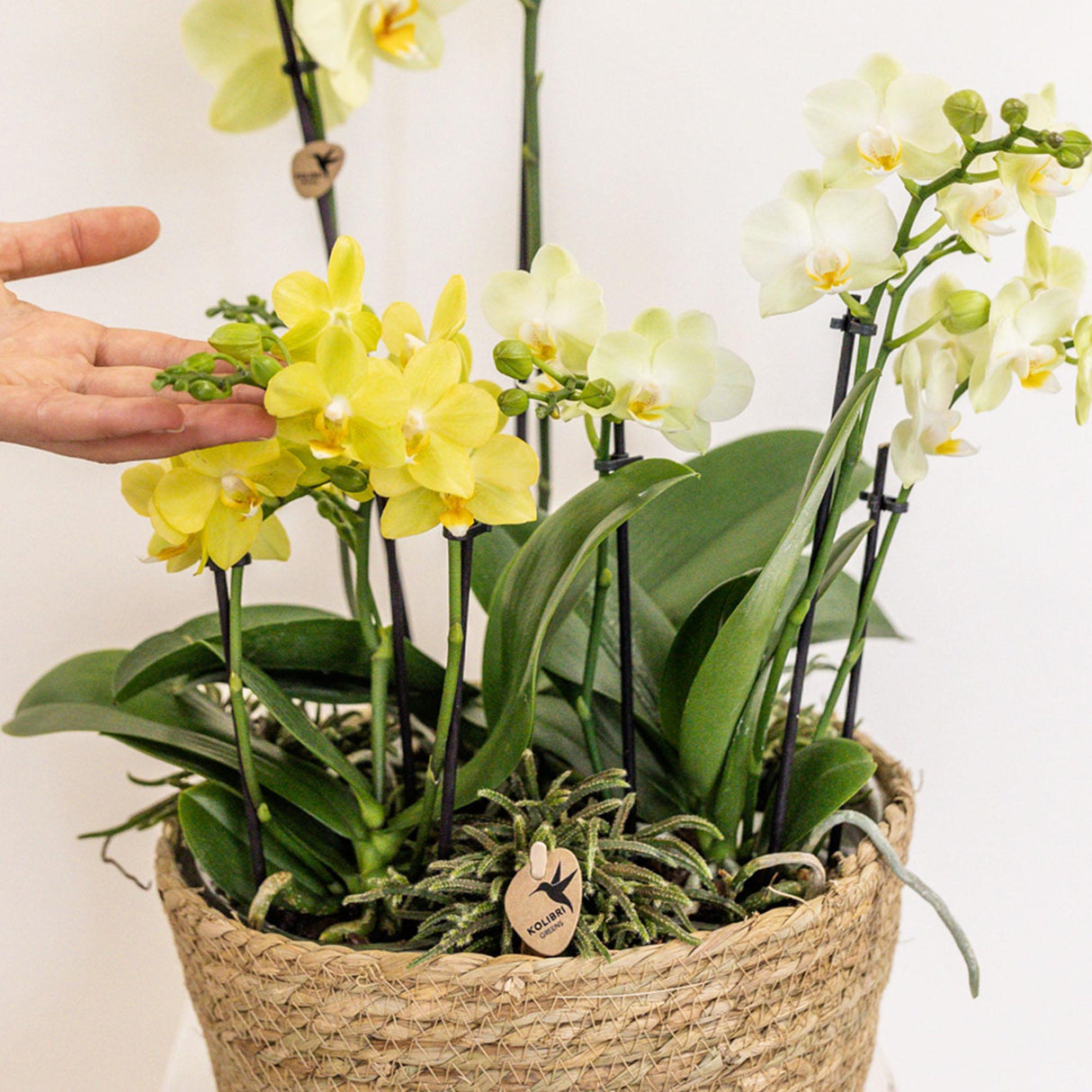 Trio d'Orchidées jaunes et Rhipsalis dans un panier en roseau avec réservoir d'eau
