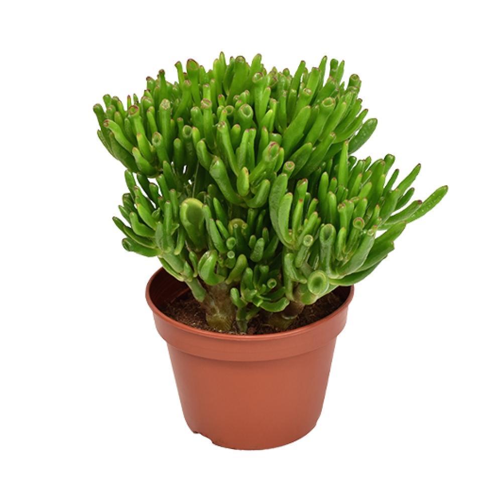 Crassula Ovata Hobbit h21cm - succulenta