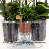Set de 3 orchidées blanches et 3 Rhipsalis dans un panier en roseau avec réservoir d'eau