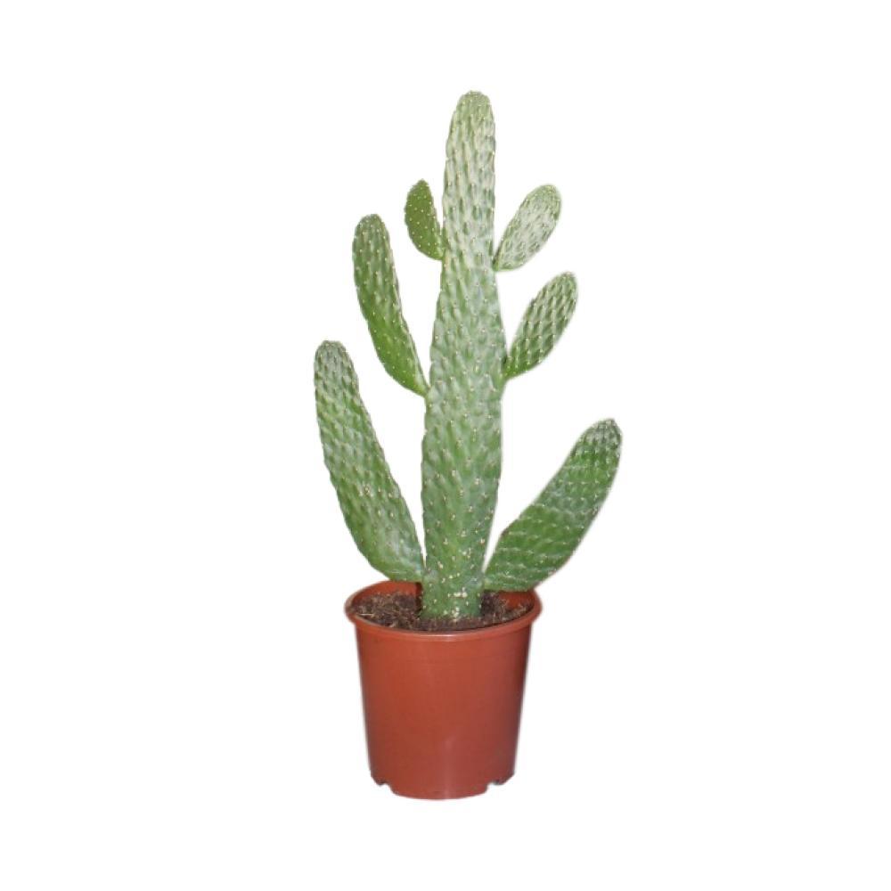 Opuntia Consolea h55cm - cactus d'intérieur