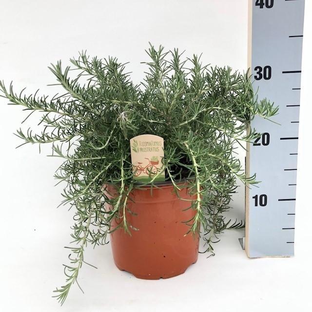 Rosemary prostratus d18cm h35cm