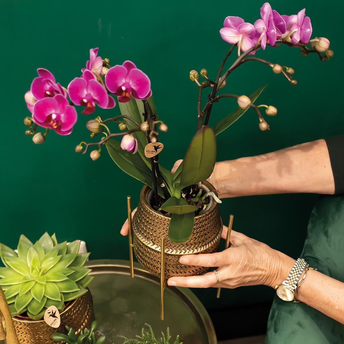 Lila Orchidee und ihr goldener Blumentopf - blühende Zimmerpflanze