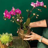 Lilla orkidé og dens gyldne urtepotte - blomstrende stueplante