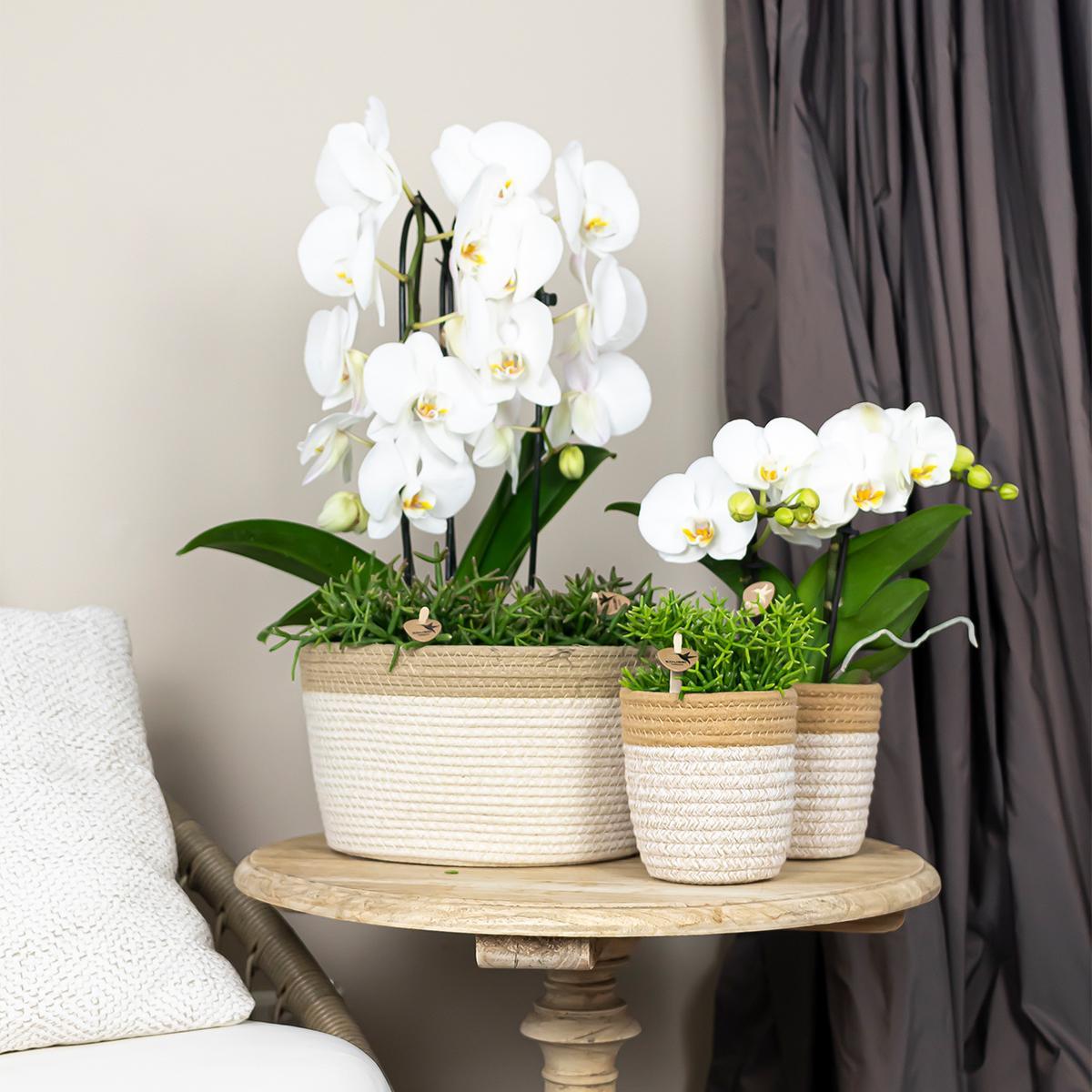 Orchidée blanche - Ø12cm - plante d'intérieur