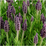 Set of 6 <tc>POTS</tc> Anouk® lavender - d12cm - outdoor plant