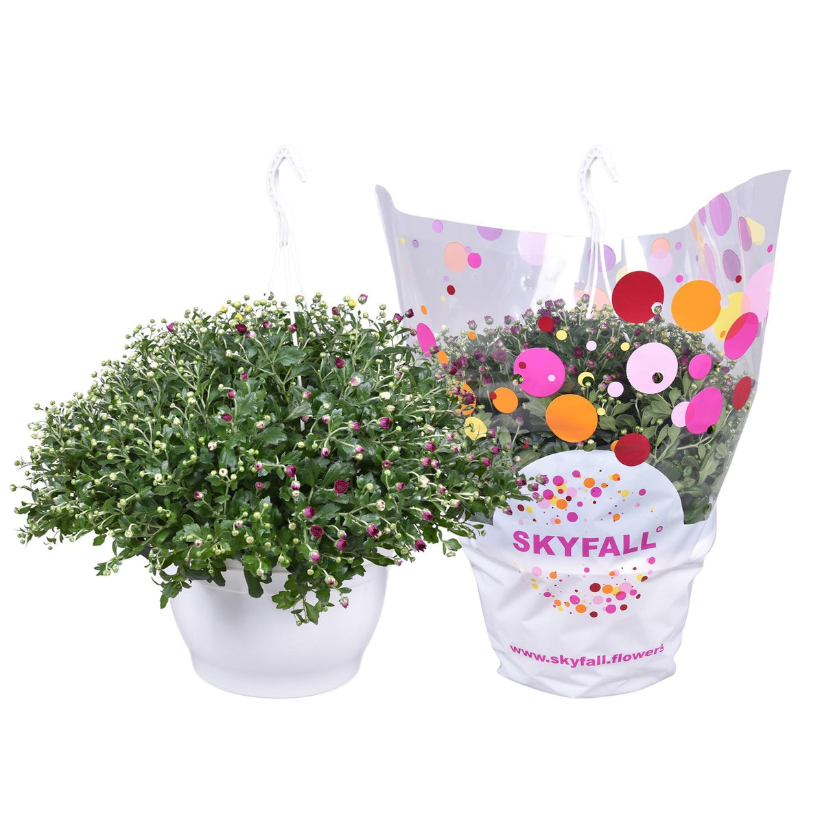 Chrysanthème Skyfall Carnaval - plante d'extérieur fleurie