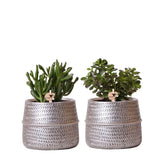 Duo de succulentes et leurs caches-pots argenté