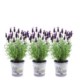 Set mit 3 Anouk®-Lavendeltöpfen – D13 cm – Pflanze für den Außenbereich