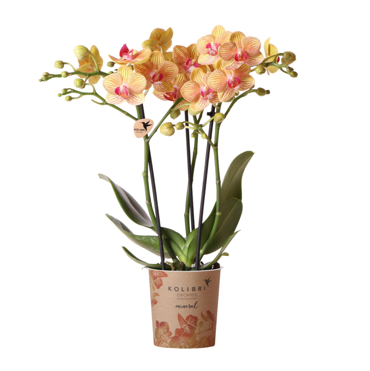 Orchidée orange et son cache-pot - h35cm, Ø9cm – La Green Touch