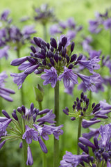 Agapanthe 'Poppin Purple' - ↨30cm - Ø19 - plante d'extérieur fleurie