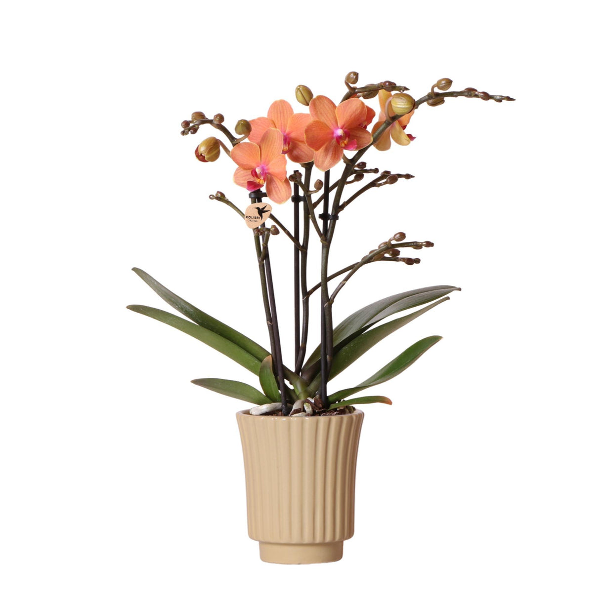 Orchidée orange et son cache-pot kaki - plante d'intérieur fleurie