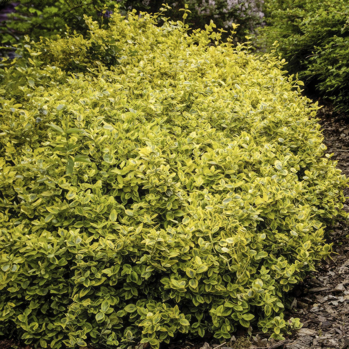 Smaragdgold-Anthrazit – 20 x H20 cm T9 cm