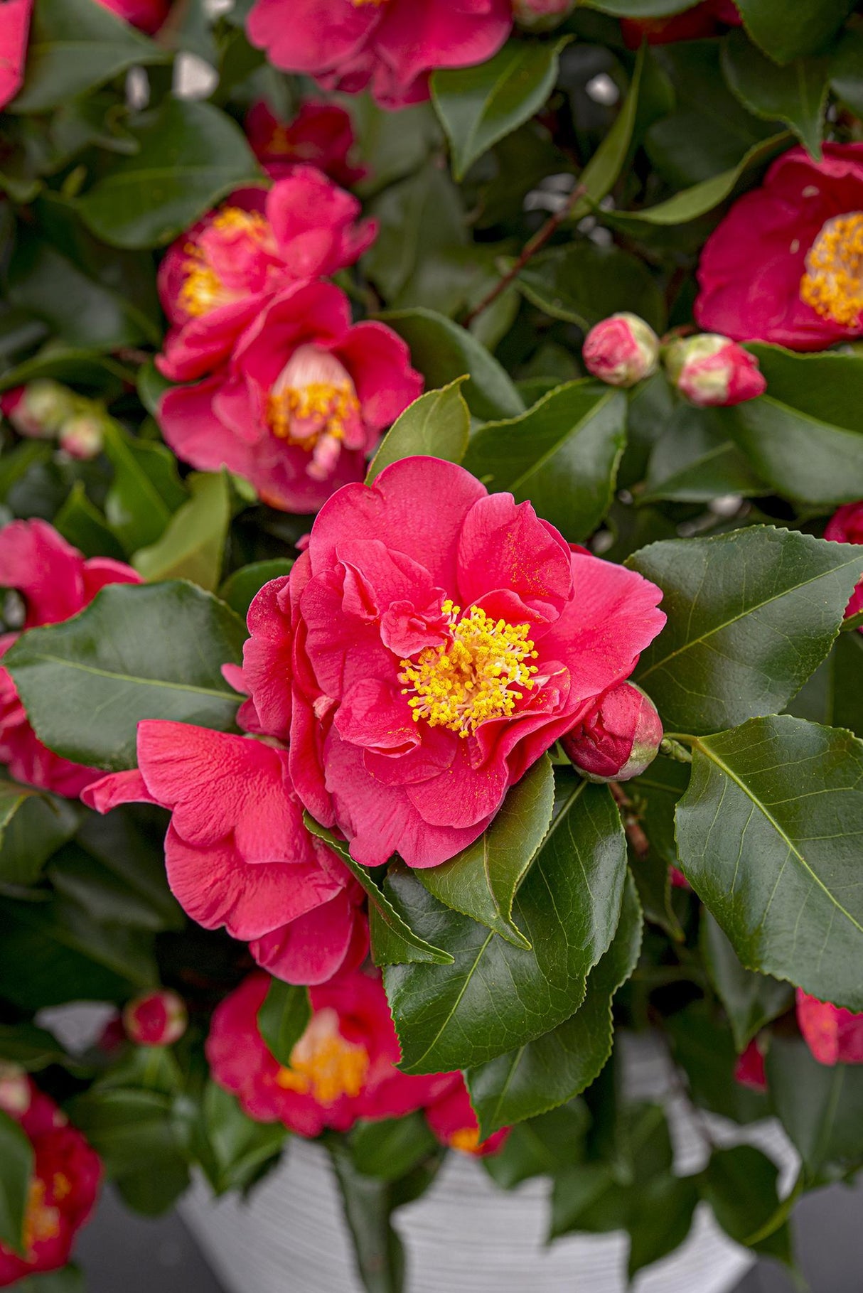 Camellia japonica 'Dr. King' - ↨90cm - Ø29cm