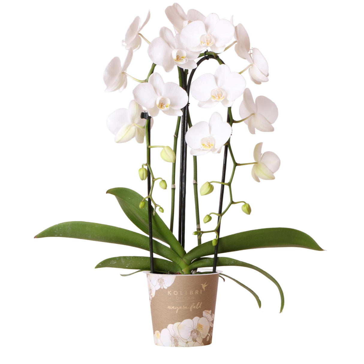 Orchidée blanche - Ø12cm - plante d'intérieur