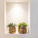Box 3 Rhipsalis und ihre goldenen Pflanzgefäße – Ø9cm – Zimmerpflanze