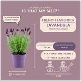 Sæt med 6 Anouk® lavendelpotter - d12cm - udendørs plante